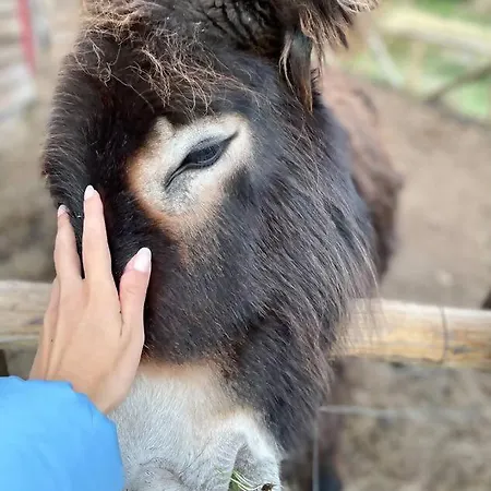 Mountain Eco Shelter 3 * Funchal (Madeira)