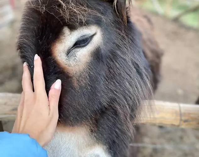 Mountain Eco Shelter 3 * Funchal