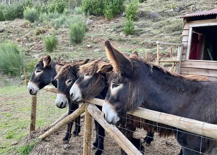 Mountain Eco Shelter 3 Luxussátor