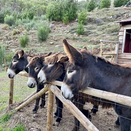 Mountain Eco Shelter 3 Lyxtält