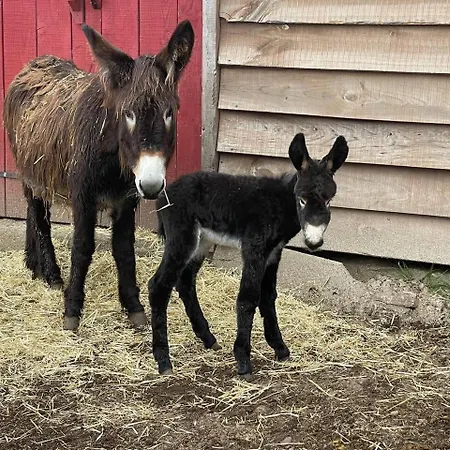 Mountain Eco Shelter 3 *