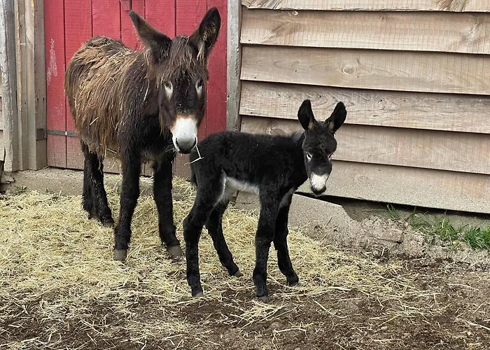 Mountain Eco Shelter 3 *